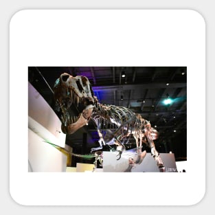 the t rex dinosaur fossil in museum portrait ecopop photo art Sticker